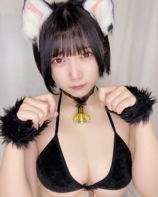 佩罗猫 图片354