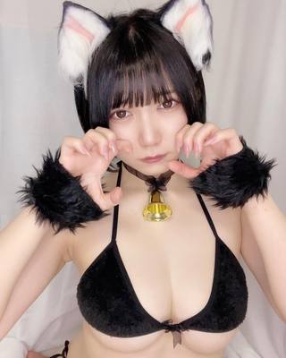 佩罗猫 图片355