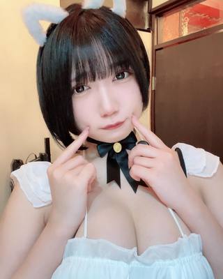 佩罗猫 图片357